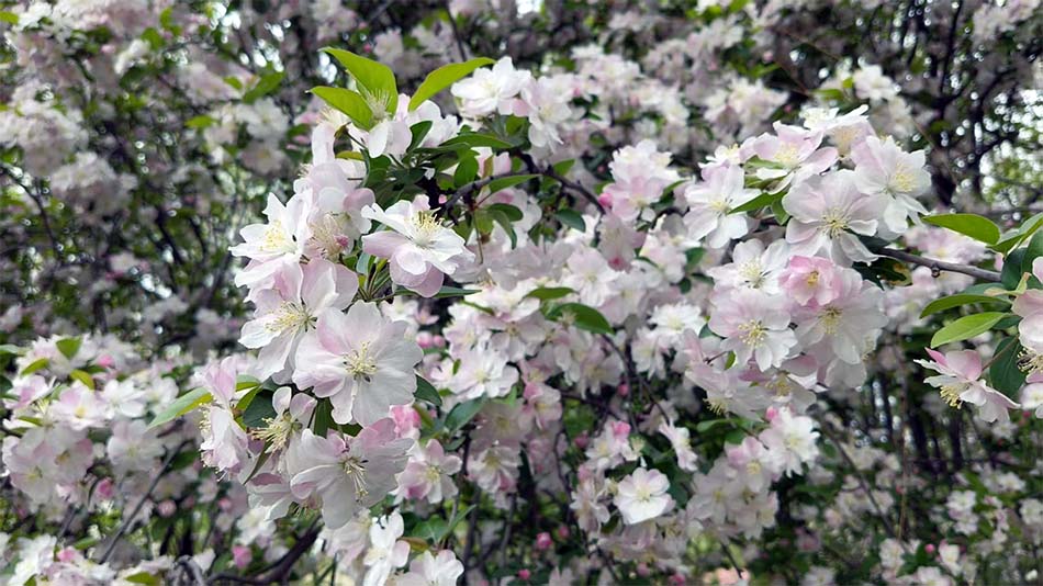 1743988568169797.jpg 0405-01.jpg